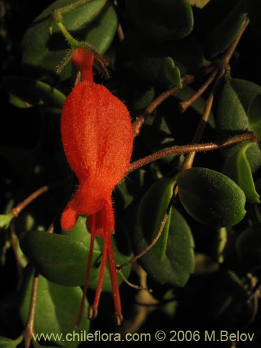 Image of Sarmienta repens (Medallita). Click to enlarge parts of image.